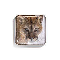 Cougar Eye Quartet, , large, image2