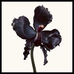 Black Orchid Reserve, , large, image4