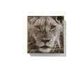 Lion Collection Luminescent Eye Shade, MARTII, large, image3