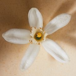 Atelier des Fleurs Neroli Eau de Parfum, , large, image3