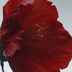 Red Hibiscus Cologne Intense, , large, image3