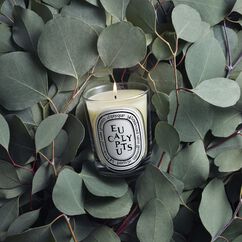 Eucalyptus Classic Candle 190g, , large, image3