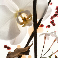 Vanilla Skin Eau De Parfum, , large, image6