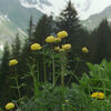 Bregenzerwald Body Oil, , large, image3