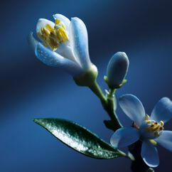 Atelier des Fleurs Nuit d'Oranger Eau de Parfum, , large, image4