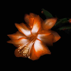 Black Saffron Absolu, , large, image6