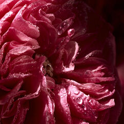 Rose Saffron Eau De Parfum, , large, image4