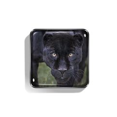 Black Jaguar Eye Quartet, , large, image2