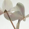 Missing Person Fragrance Oil, , large, image6