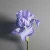 Iris Debonair Eau de Parfum, , large, image6