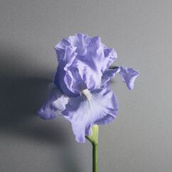 Iris Debonair Eau de Parfum, , large, image6