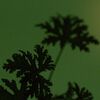 Geranium Leaf Body Balm, , large, image5