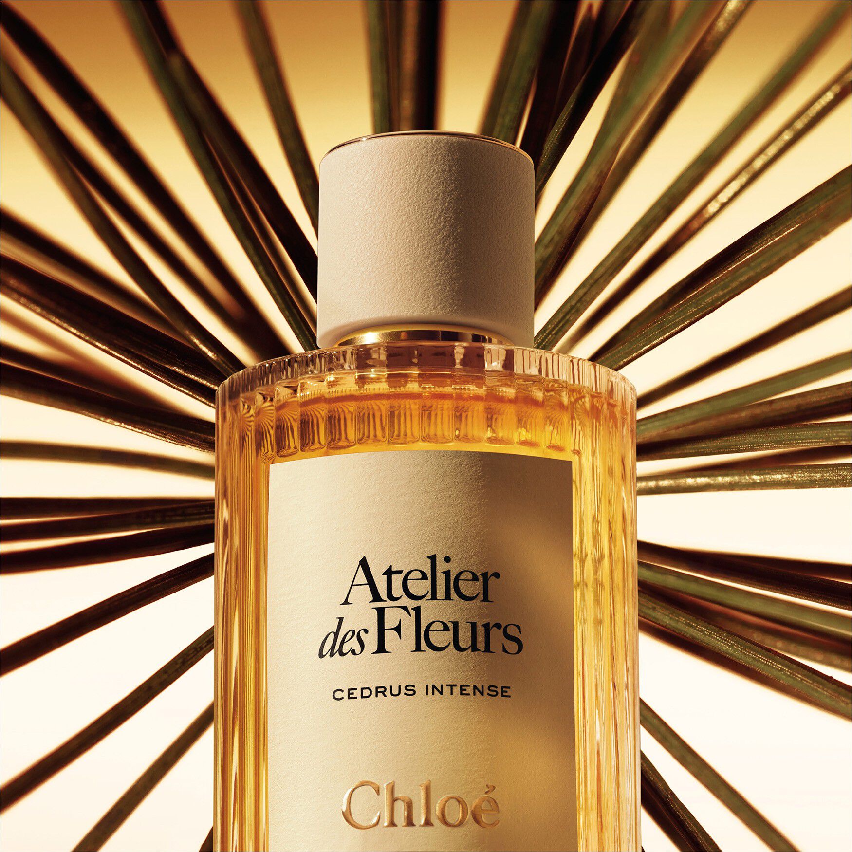 Chloé Atelier des Fleurs Cedrus Intense Eau de Parfum | Space NK