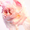 Rose Goldea Blossom Delight Eau de Toilette, , large, image4