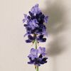 Atelier des Fleurs Lavanda Eau de Parfum, , large, image3