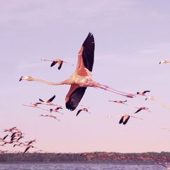 Flamingo Lip Chic, STELLA, large, image9