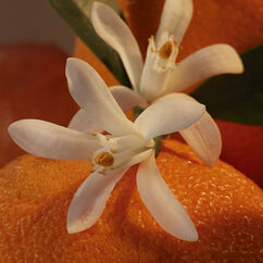 N&eacute;roli Bronz&eacute; Eau De Parfum, , large, image3