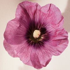 Atelier des Fleurs Hibiscus Abelmoschus Eau de Parfum, , large, image4