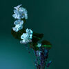 A Balm of Calm Eau de Parfum, , large, image4