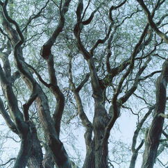 Tree House Parfum Room Spray, , large, image4