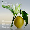 Lily & Yuzu Deodorant, , large, image6