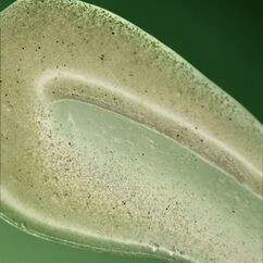 Geranium Leaf Body Scrub, , large, image4