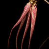 Bal d'Afrique Absolu de Parfum, , large, image4