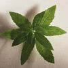 Atelier des Fleurs Verbena Eau de Parfum, , large, image3