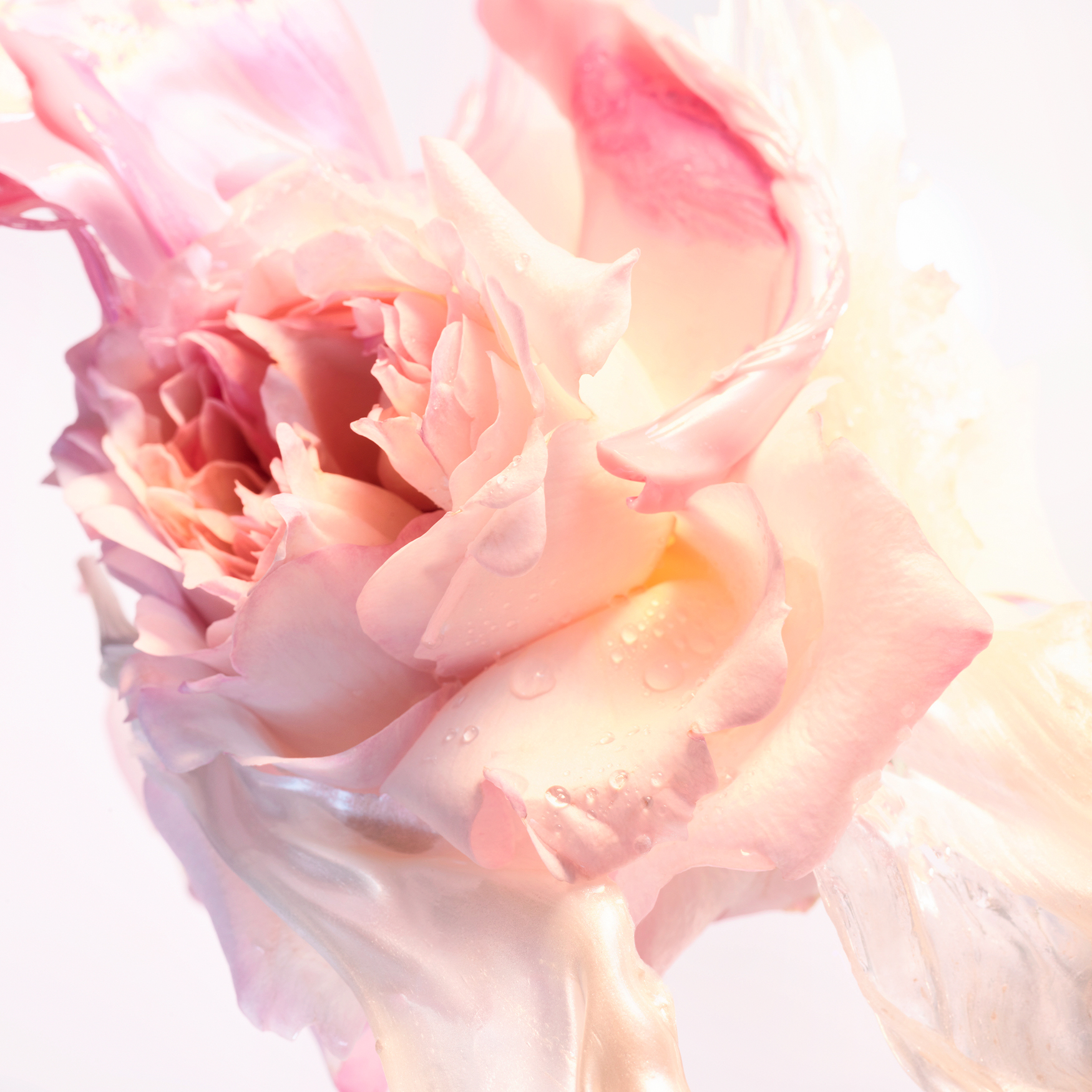 Rose goldea blossom delight