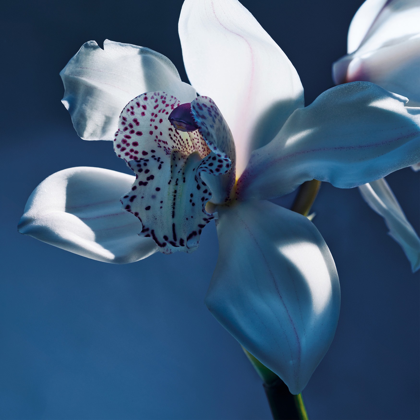 Chloé Atelier des Fleurs Orchidée de Minuit Eau de Parfum | Space NK