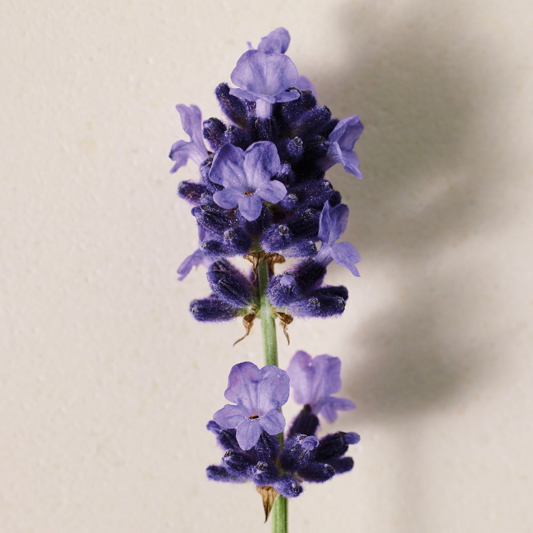 Chloé Atelier des Fleurs Lavanda Eau de Parfum | Space NK